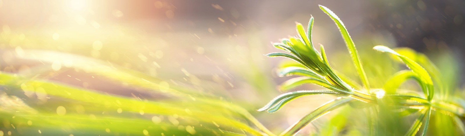 Philosophy &  Ayurveda