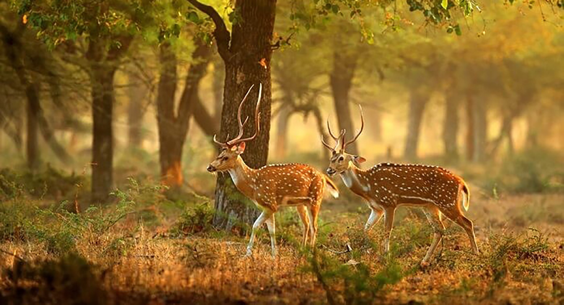 Classical Bhutan with Wildlife 11 Nights -12 Days