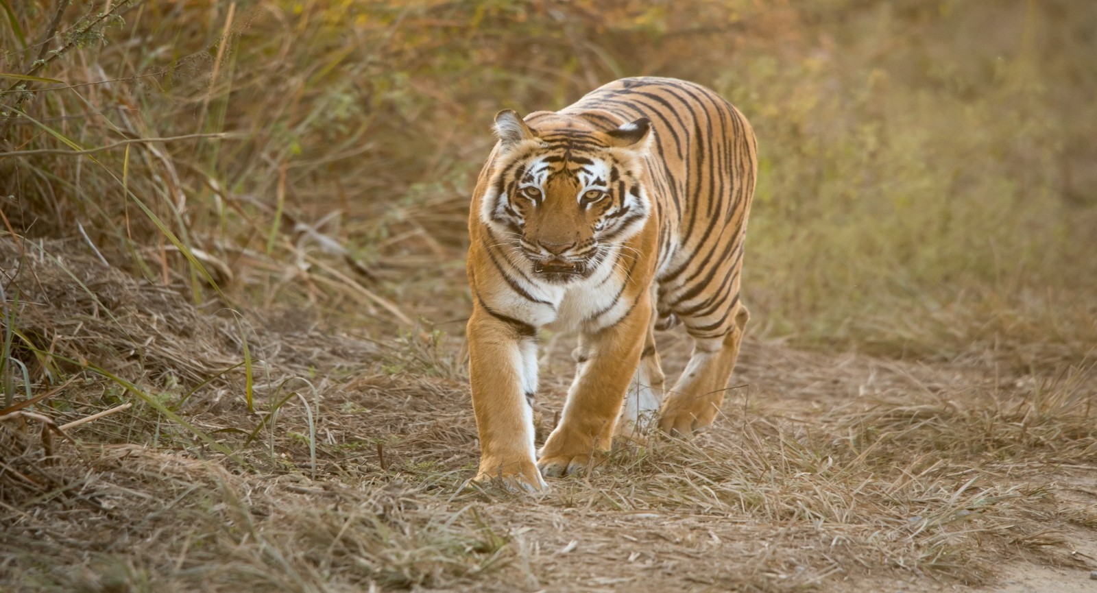 Tiger safari with taj– 10 nights / 11 days