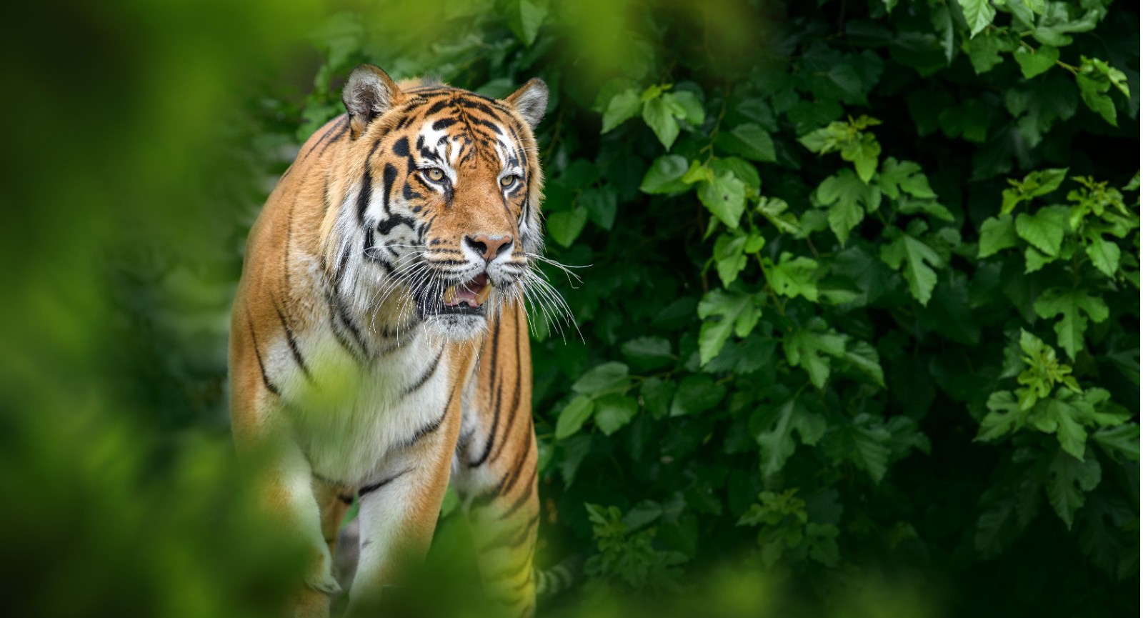 Golden Triangle With Tiger – 8 Nights / 9 Days