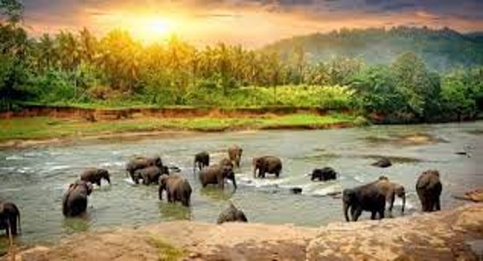 Kerala wildlife with Houseboat Tour  06 Nights - 07 Days
